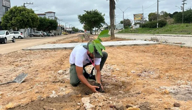 Embasa e prefeitura de Mucurirealizam plantio de Ipês em Itabatã