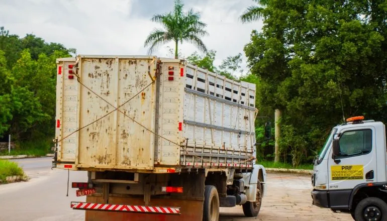 Prefeitura de Teixeira de Freitas intensifica apreensão de animais em vias públicas com apoio da PRF