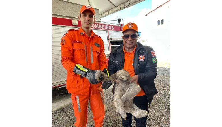 Final feliz: Motorista resgata bicho-preguiça e bombeiros e defesa civil garantem retorno ao habitat, em Itamaraju