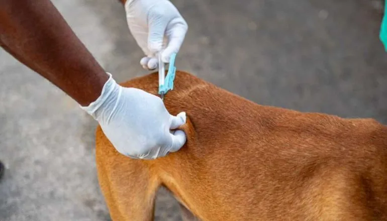 Dia D de Vacinação Antirrábica Animal