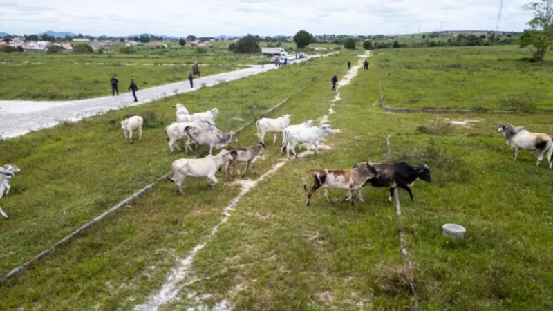 Apreensão de animais: município reforça segurança e alerta sobre penalidades a proprietários Apreensão de animais: município reforça segurança e alerta sobre penalidades a proprietários