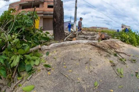 Prefeitura de Teixeira de Freitas realiza melhorias no paisagismo  da Avenida Kaikan em Teixeira de Freitas