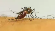 Brasil ultrapassa 1 milhão de casos prováveis de dengue em 2025