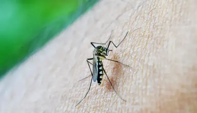 Dengue em 2025: País registra 1 milhão de casos e 681 mortes