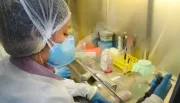 USP: pesquisa de vacina contra zika avança em testes com camundongos