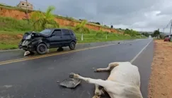 Vaca na pista causa acidente na entrada de Medeiros Neto